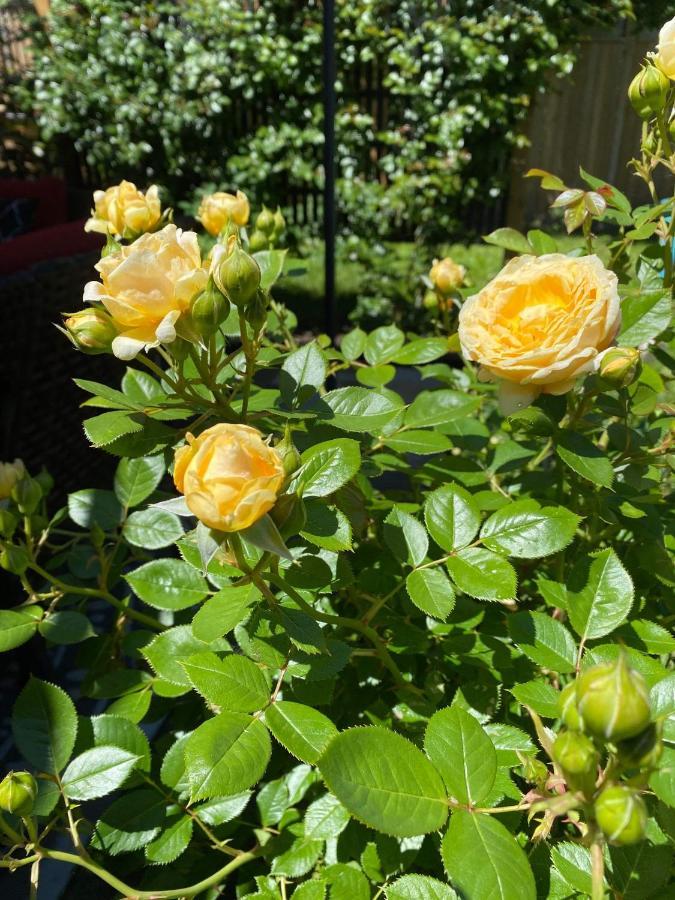 Summer Solstice Bed & Breakfast Niagara-on-the-Lake Eksteriør billede